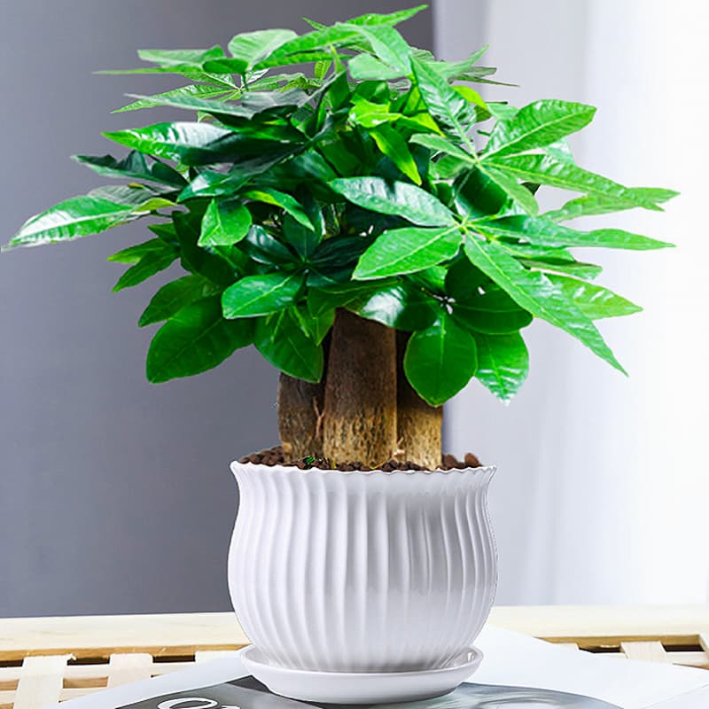 Money Tree Small Potted Plant Office Indoor Greenery Ivy Bamboo Hydroponic Plant