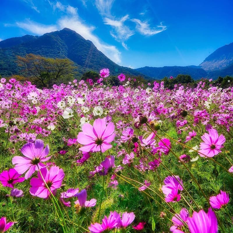 Pink Cosmos Seeds for All-Season Sowing and Blooming, Colorful and Easy-to-Grow Flower Seeds for Garden Planting