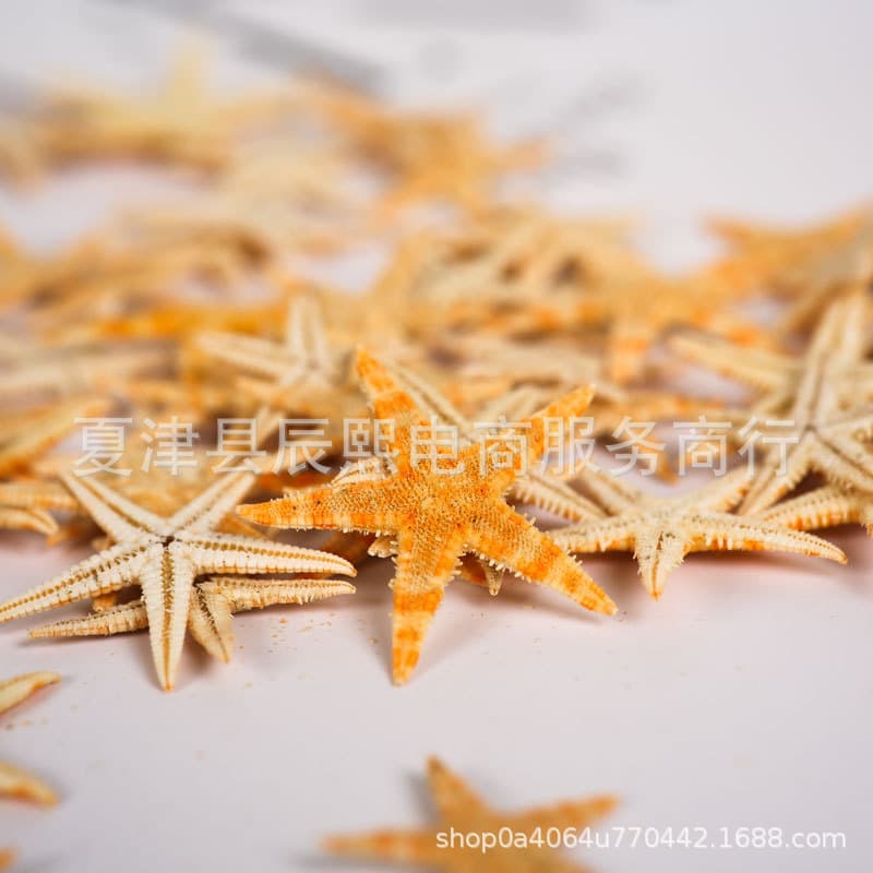 Natural Shell Sea Snail Mini Starfish Handmade DIY Accessories Micro Landscape Decoration Craft Photography