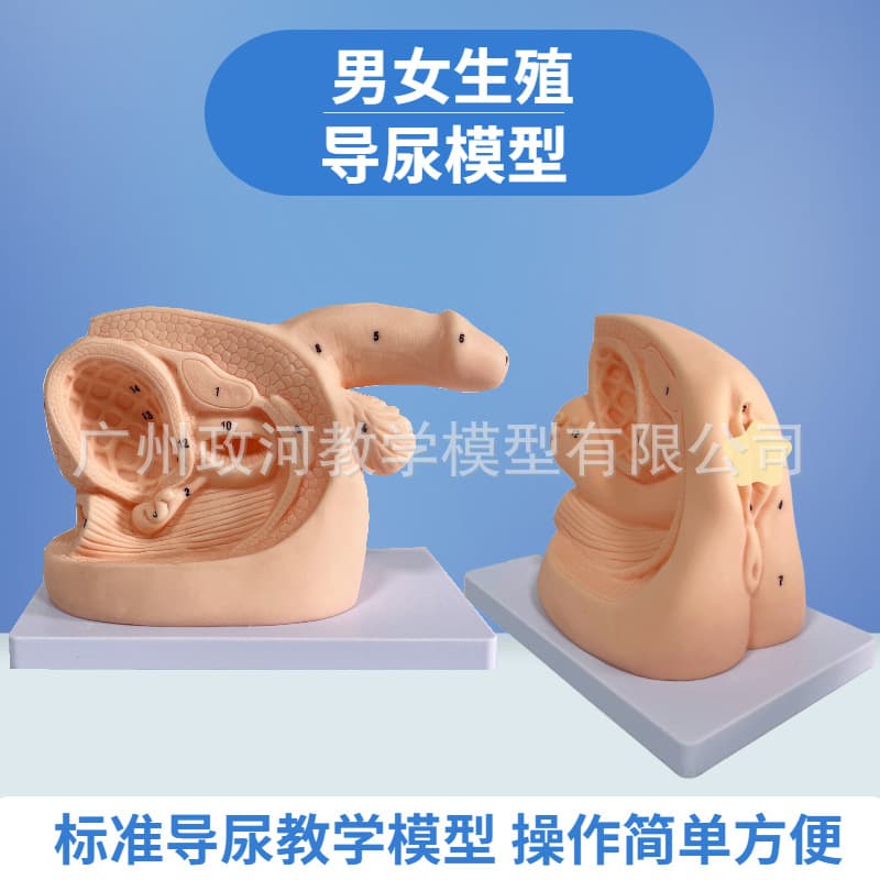 Human simple catheterization internal and external genital anatomy and female catheterization model male urinary system reproductive system