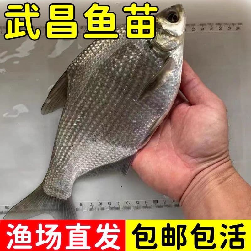 Wuchang fish fry, freshwater cultured bream fry, triangle bream fry, lump head bream fry, side fish fry, live willow leaf bream fry