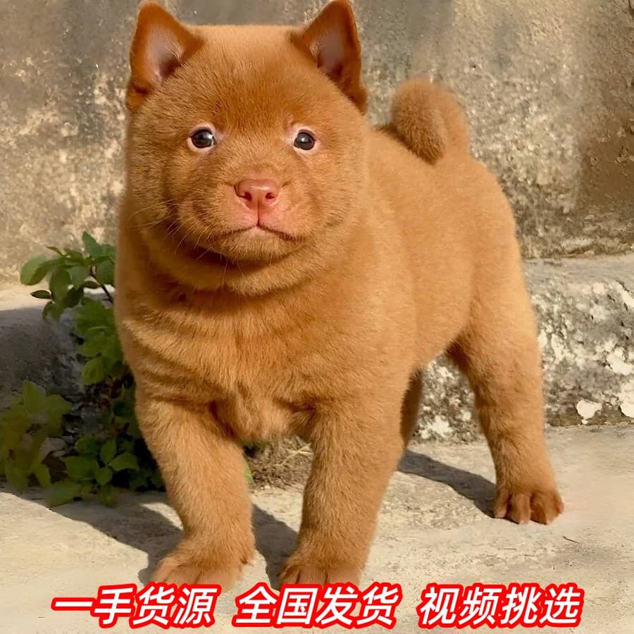 Purebred Five-Red Dog Guangxi Native Hunting Dog Five-Black Dog Tiger Head Tiger Stripe Red Native Dog Guard Dog Chinese Rural Dog