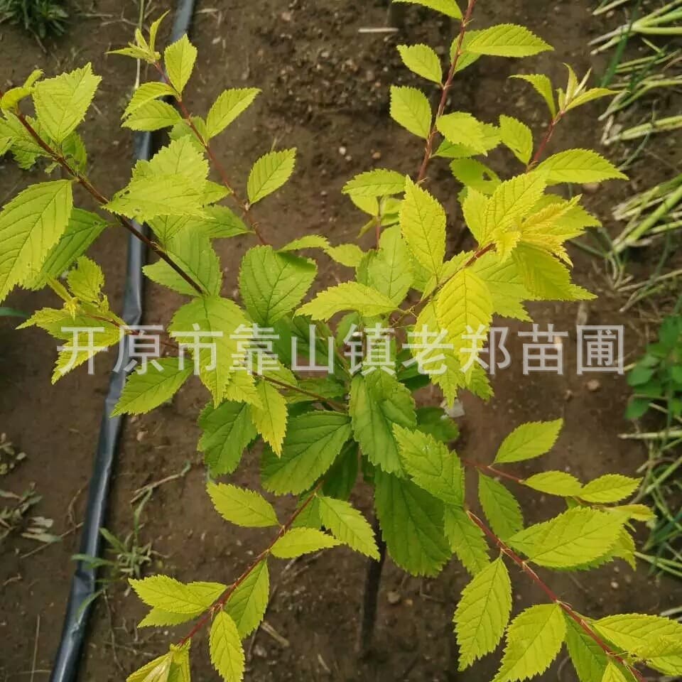 Supply: Golden Leaf Flowering Almond Container Plants, Golden Leaf Peach Red, Grafted and Cutting Seedlings in cups.