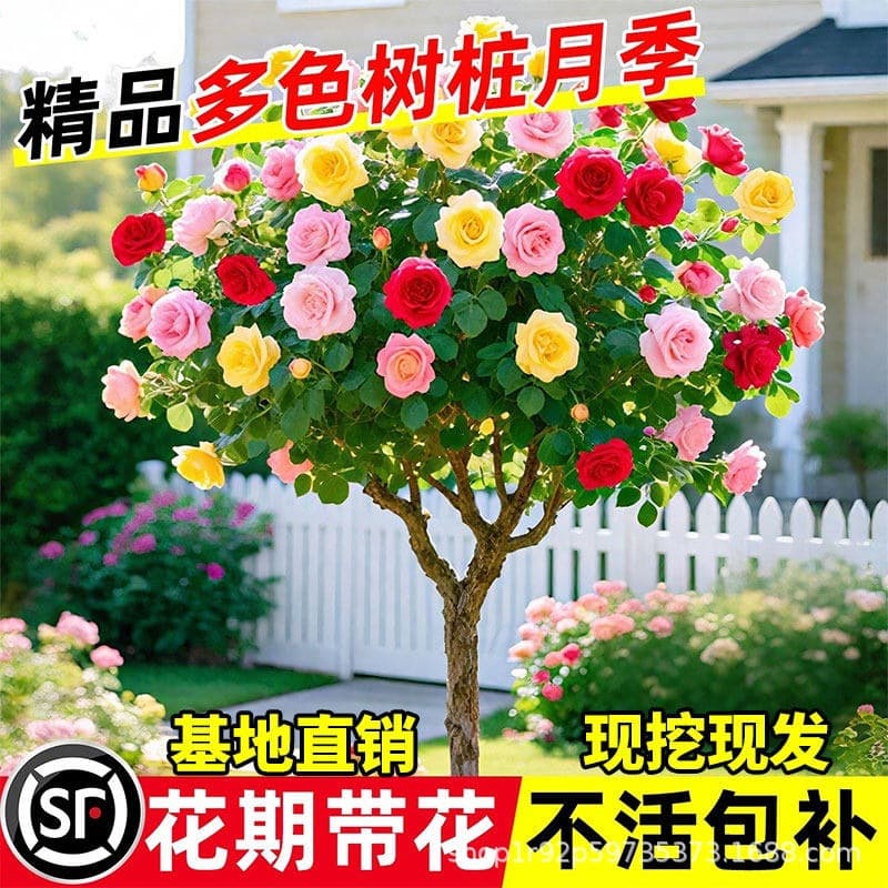 Lollipop-shaped rose bushes, extra-large flowering plants, garden roses with flowers, tree-shaped roses, blooming in all seasons