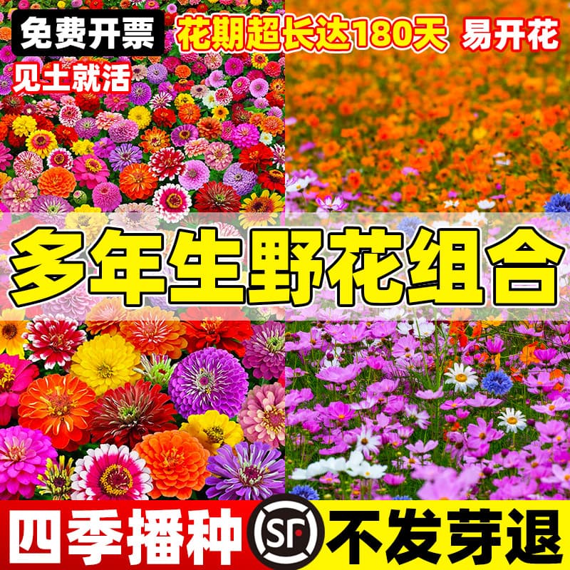 Flower seeds, wildflower combination, flower seeds, sowing and blooming in all seasons, cosmos, galsang, sunflower, sunflower, flower seeds