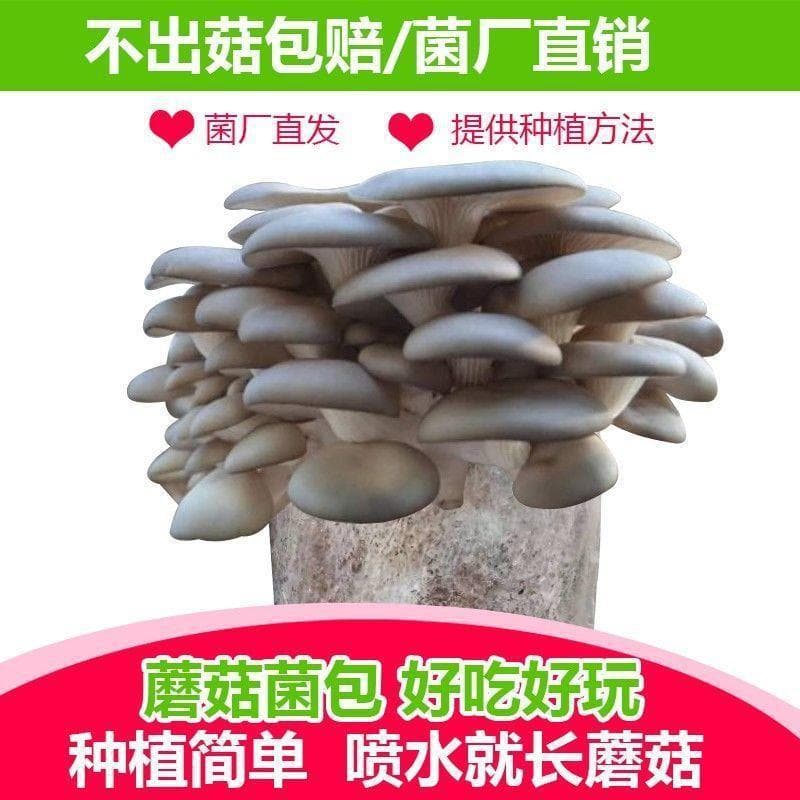 No compensation for growing mushrooms, oyster mushrooms, large mushroom bags, potted edible fungi, family planting bags, fun balcony