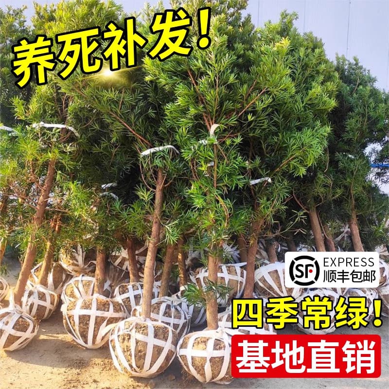 Podocarpus Seedling Bonsai Authentic Xiaomi Leaf Nantong Sparrow Black Pearl Red Bud Podocarpus Sapling