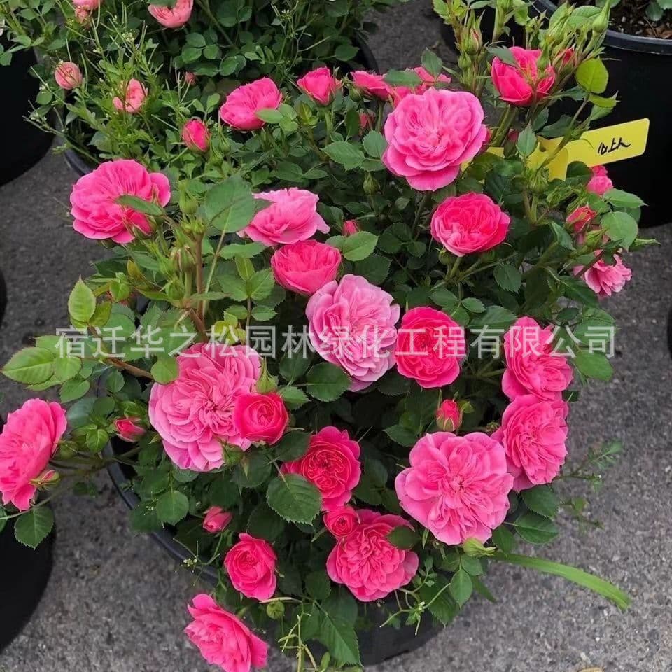 Floribunda Roses, Multi-Headed, Abundant Blooms, Strong Fragrance, Courtyard Flower Plants, Frequent Blooming, Balcony and Courtyard Potted Flowers