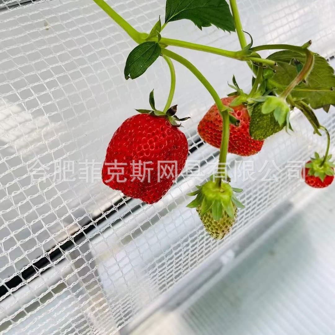All-new white anti-aging ground strawberry support net, specialized isolation and beautification net for greenhouse and hothouse fruit support.
