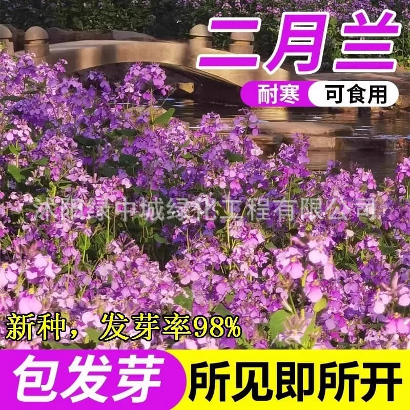February Orchid Seeds Cold Hardy Orychophragmus violaceus Four-Season Blooming Internet-Famous Grass Shade-Tolerant Garden Flower Seeds