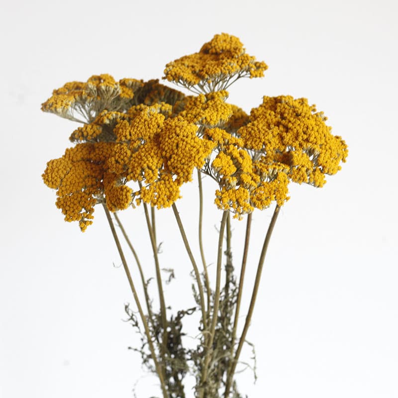 Large Chrysanthemum Dried Flowers, Moshangxue Dried Flowers, Preserved Flower Bouquet DIY Dried Flower Materials for Scented Candle Decoration, Qixi Festival