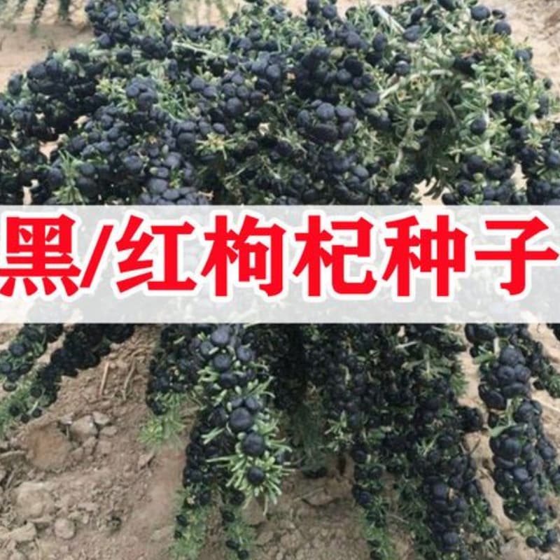 Wolfberry seeds, black wolfberry seeds, base direct sales red wolfberry net seeds