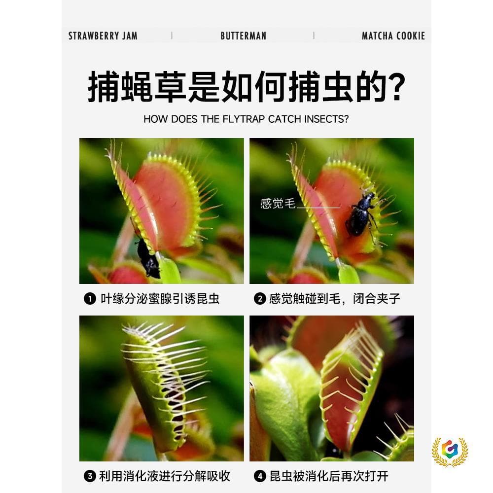 ✅Venus flytrap, potted Venus flytrap, giant pitcher plant, sundew, carnivorous plant, man-eating flower, mosquito repellent