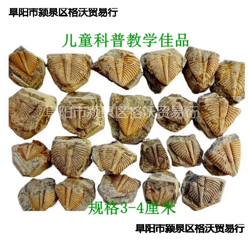 65 Teaching Fossil 26 Ornamental Stone Tail Science Interest Children Flawed Natural Unique Stone Chrysanthemum Stone Trilobite
