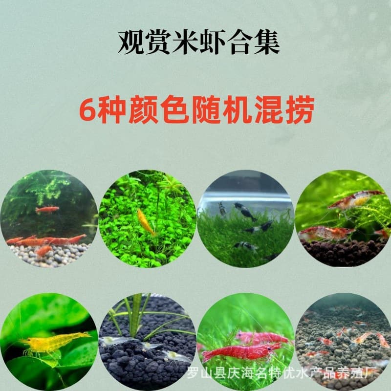 Free Shipping Ornamental Cherry Shrimp Pet Shrimp Freshwater Cleaner Algae Tool Fire Red Cherry Golden Rice Crystal Fish Tank Grass Tank