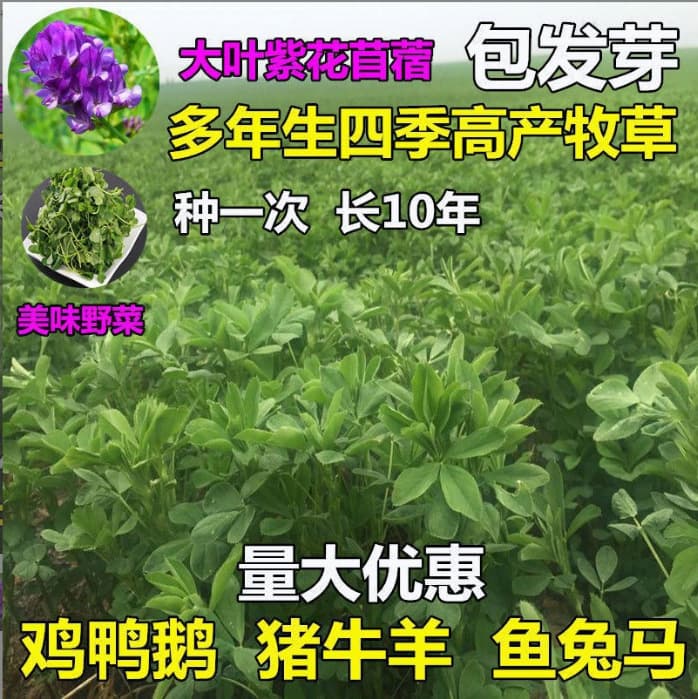 Alfalfa Grass Seeds Forage Seeds Perennial Four-Season Planting Livestock Feed Seeds for Pigs, Cattle, Sheep, Rabbits, Chickens, Ducks, Geese