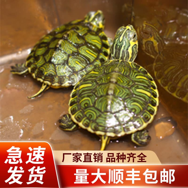 Chinese Grass Turtle Live Small Turtle Pet Ornamental Turtle Edible Snapping Turtle Easy to Keep Long-Lived Turtle Live Grass Turtle Hatchling