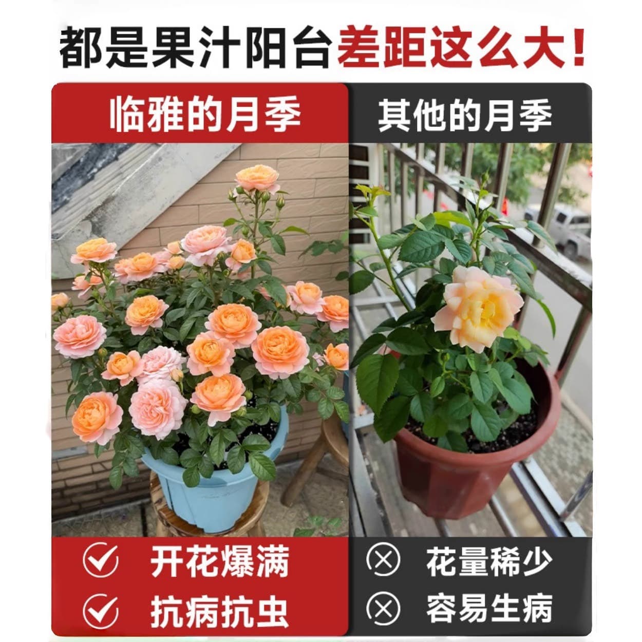 Juice Balcony Rose Potted Plant with Flowers and Buds, Balcony Garden Large Flower Reblooming Rose Plant
