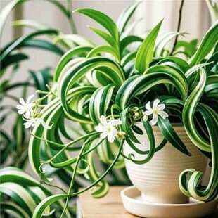 Golden Heart Curly Leaf Spider Plant - French Lady Potted Plant, Small Desktop Hanging Greenery for Office, Indoor Hanging Plant