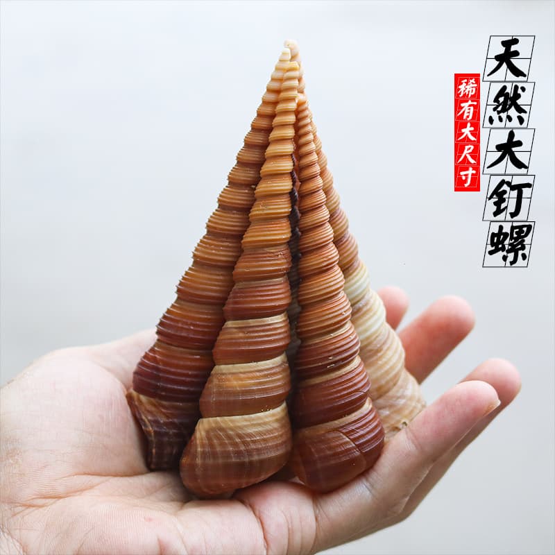 Natural shell conch rare large nail cone snail fish tank aquascape DYI shooting props collection wholesale