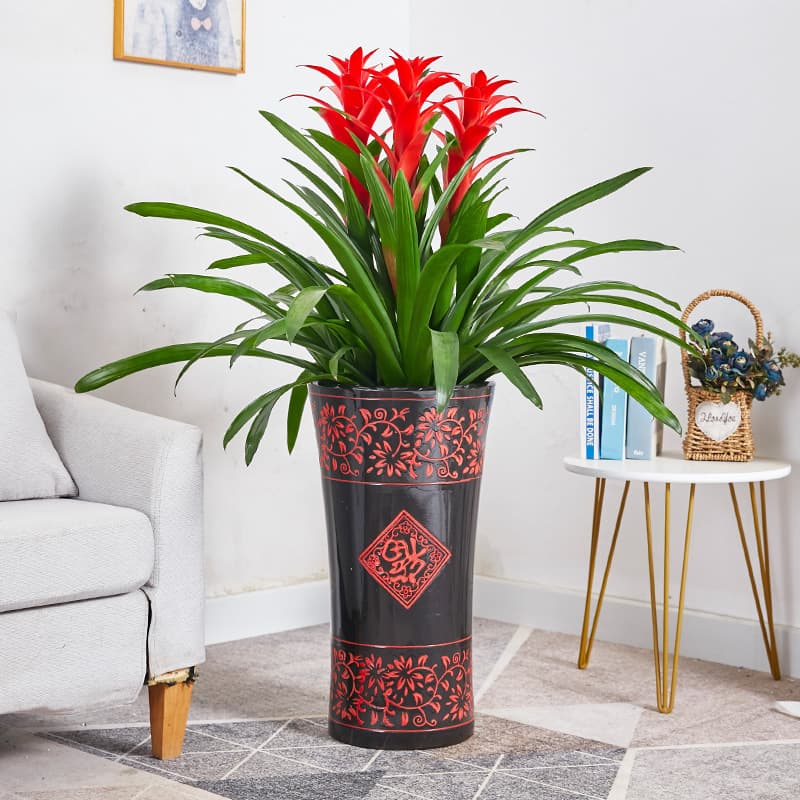 Lucky Red Plant Large Potted Real Flower for New Home Move-In Greenery