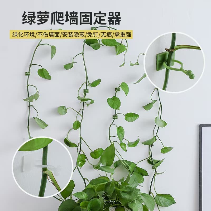 ✅Pothos Holder, Vine Hanger, Household Plant, No Marking, No Nail Required, Climbing, Wall-Mountain Organizer, Beautiful Storage, Self-Adhesive Hook