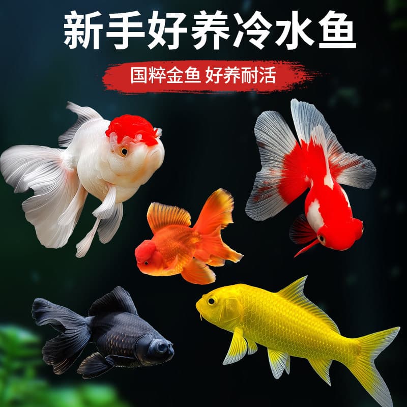 Goldfish Live Fry Aquarium Ornamental Fish Easy to Keep Hardy Tap Water Cold Water Grass Goldfish Koi Freshwater Small Goldfish