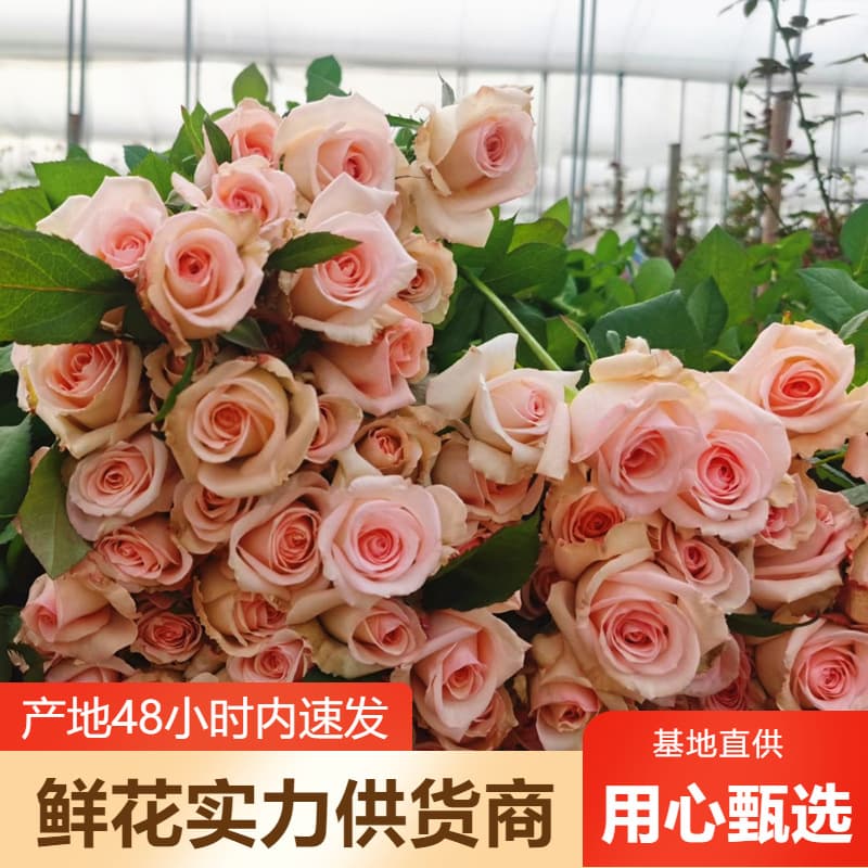 Wholesale roses, fresh roses, direct wholesale from Yunnan flower base, cut flowers, wedding flowers, street vendors, group purchases.