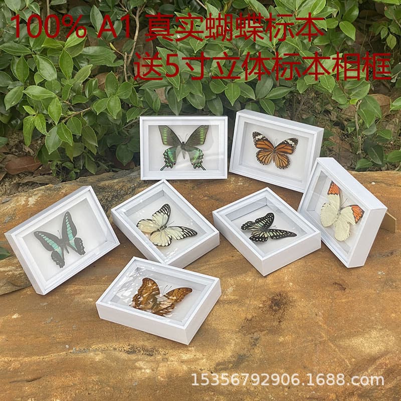 Realistic Butterfly Specimen Display Wing Butterfly Emperor Moth Student Science Education Blue Wind Tiger Stripe