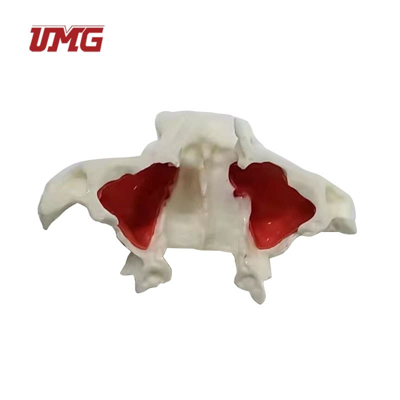 UM-2041 Dental Oral Teaching Tool Sinus Lift Dental Model for Medical Student Practice Simulation Model