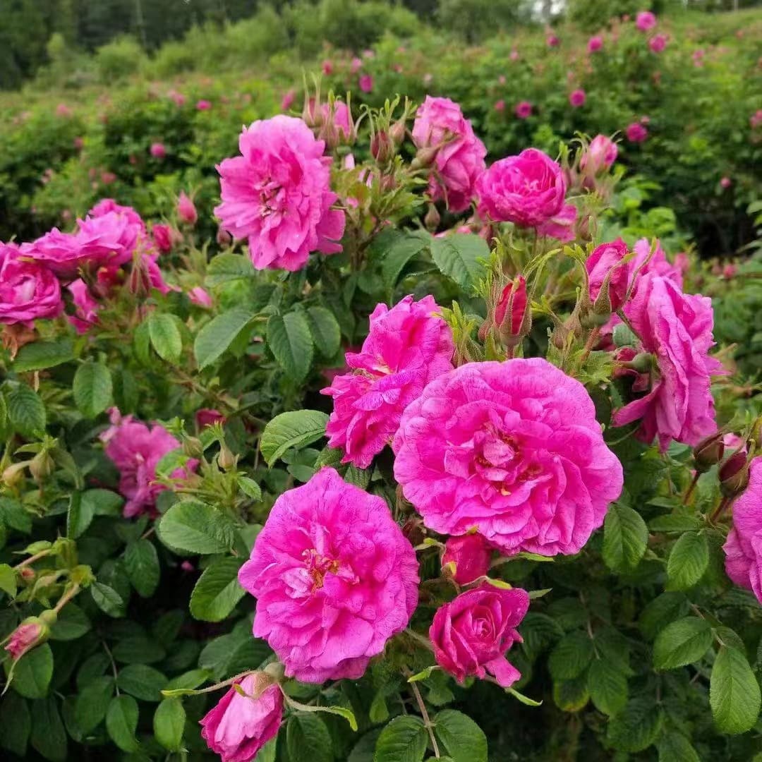 Liaoning Nursery Cold Fragrant Rose Four-Season Rose Multi-Season Thorn Plum Cold Fragrant Rose Yellow Thorn Rose Three-Season Blooming Pink Flower Color