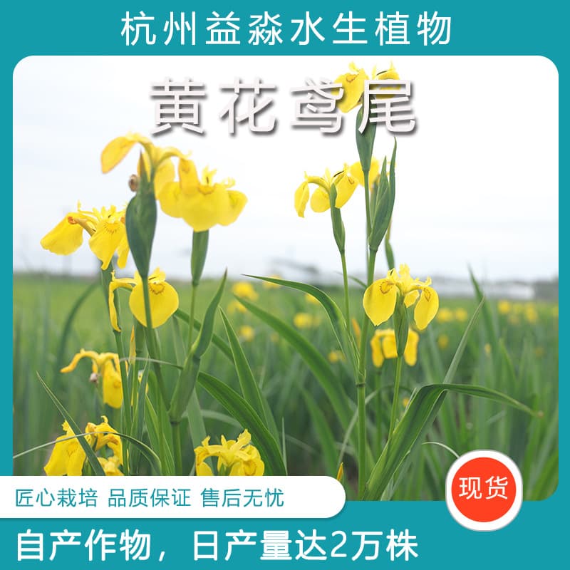 Yellow Iris (Iris pseudacorus) Aquatic Flower Water Grass Emergent Plant Fish Pond Garden Greening Plant Yellow Iris Seedling