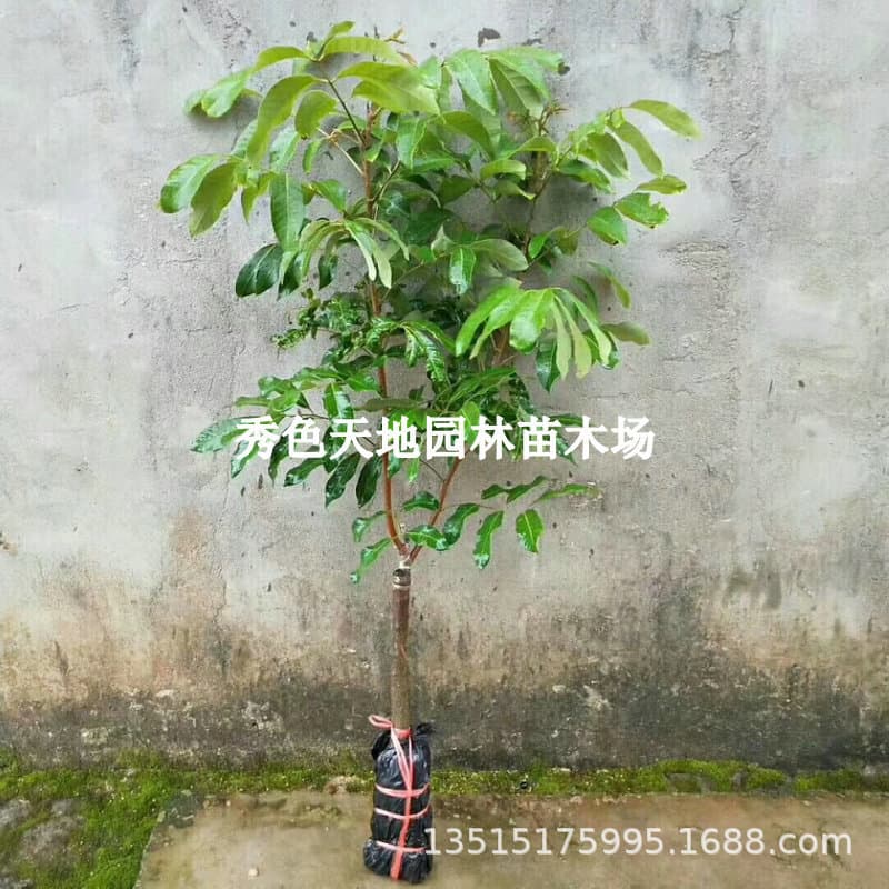 Grafted longan saplings, longan fruit seedlings, stone-free, four-season cold-resistant potted plants from the south, the fruit will be large and round in the same year.
