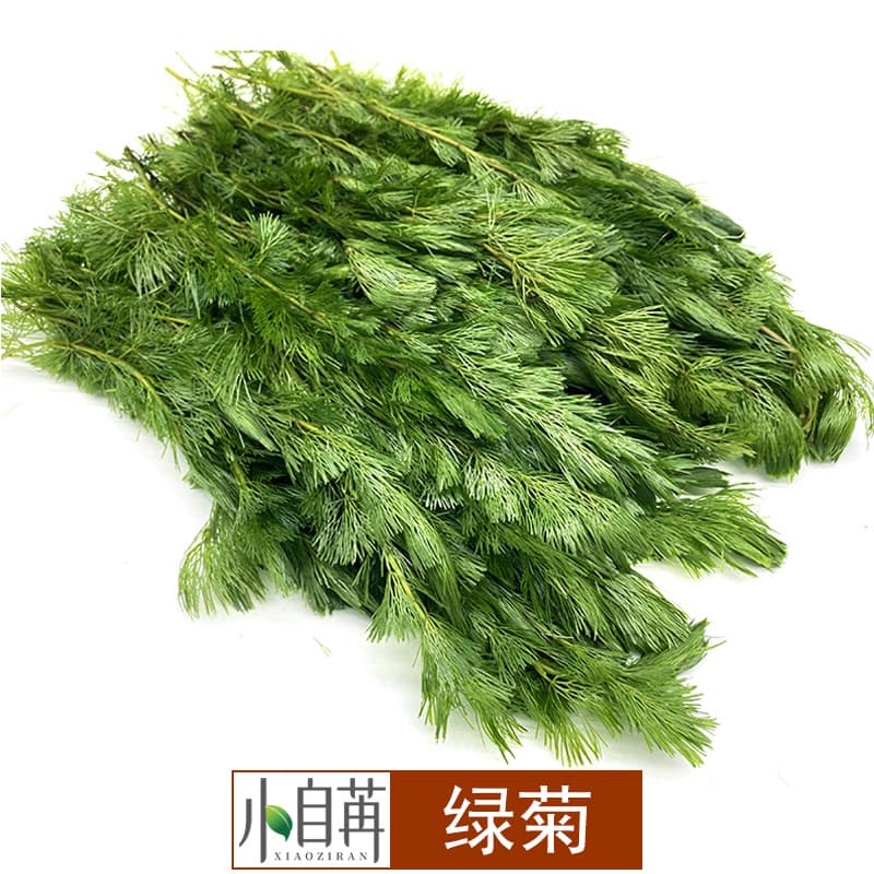 Green Cabomba Live Aquarium Plant Bulk Wholesale Aquascaping Decoration Background Stem Plant Loose