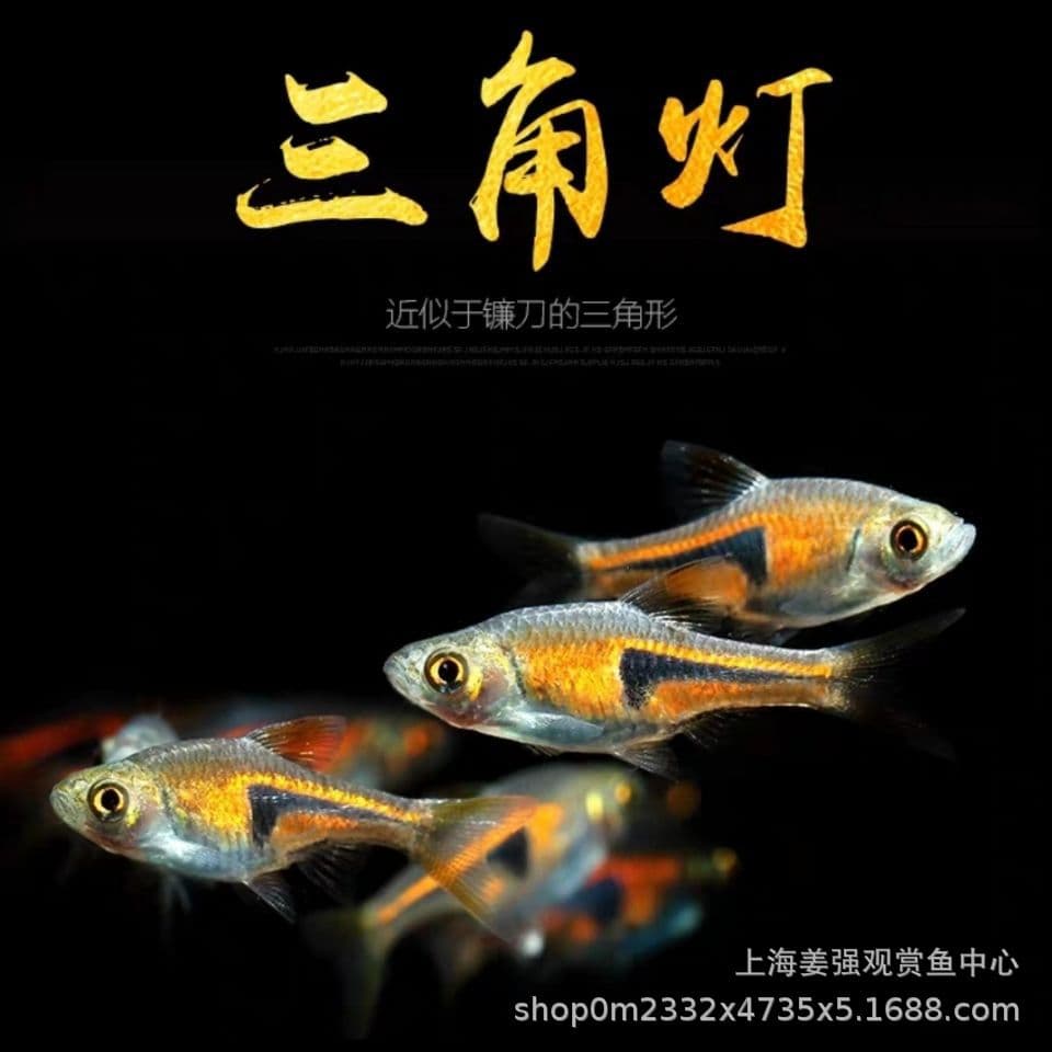 Gold Triangle Rasbora Large Triangle Purple Blue Aquarium Plant Tank Small Lamp Fish Planted Tank Tropical Freshwater Ornamental Schooling Fish