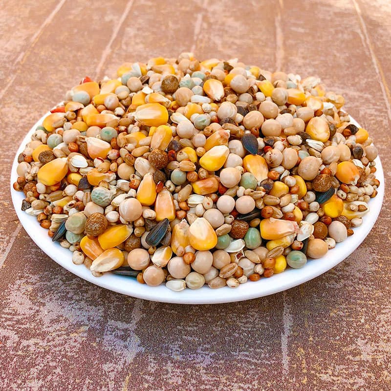 Pigeon Feed with Corn, Nutritious Pigeon Food for Young Pigeons, Bird Food for Carrier Pigeons, Ornamental Pigeons, Meat Pigeons, Racing Pigeons, 50 lbs Minimum Order