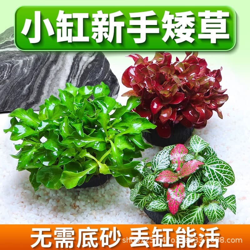 Aquarium Aquatic Plant Set for Water Purification and Oxygenation - Green Chrysanthemum Tufted Grass, Aquascaping Decoration