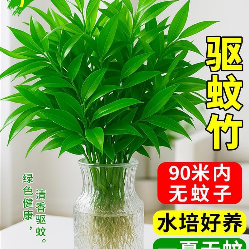 Mosquito-Repellent Bamboo Cypress Hydroponic Plant Potted Seedling Living Room Bamboo Old Stump Office Indoor Green Plant Desktop Water-Cultured Flower