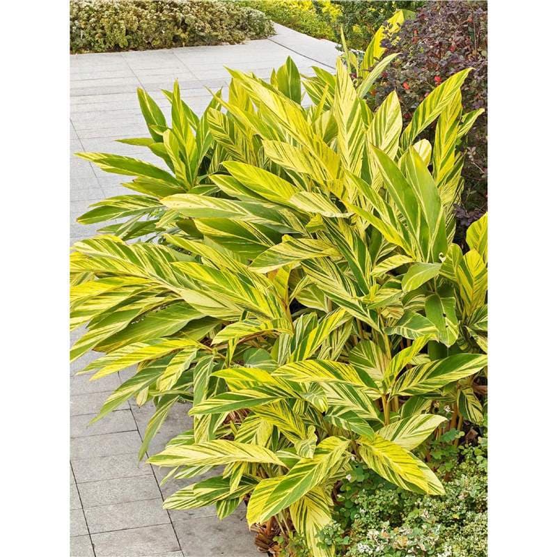 Alpinia cauliflower potted evergreen foliage green plants flowers balcony courtyard low-maintenance flower mirror matching plants