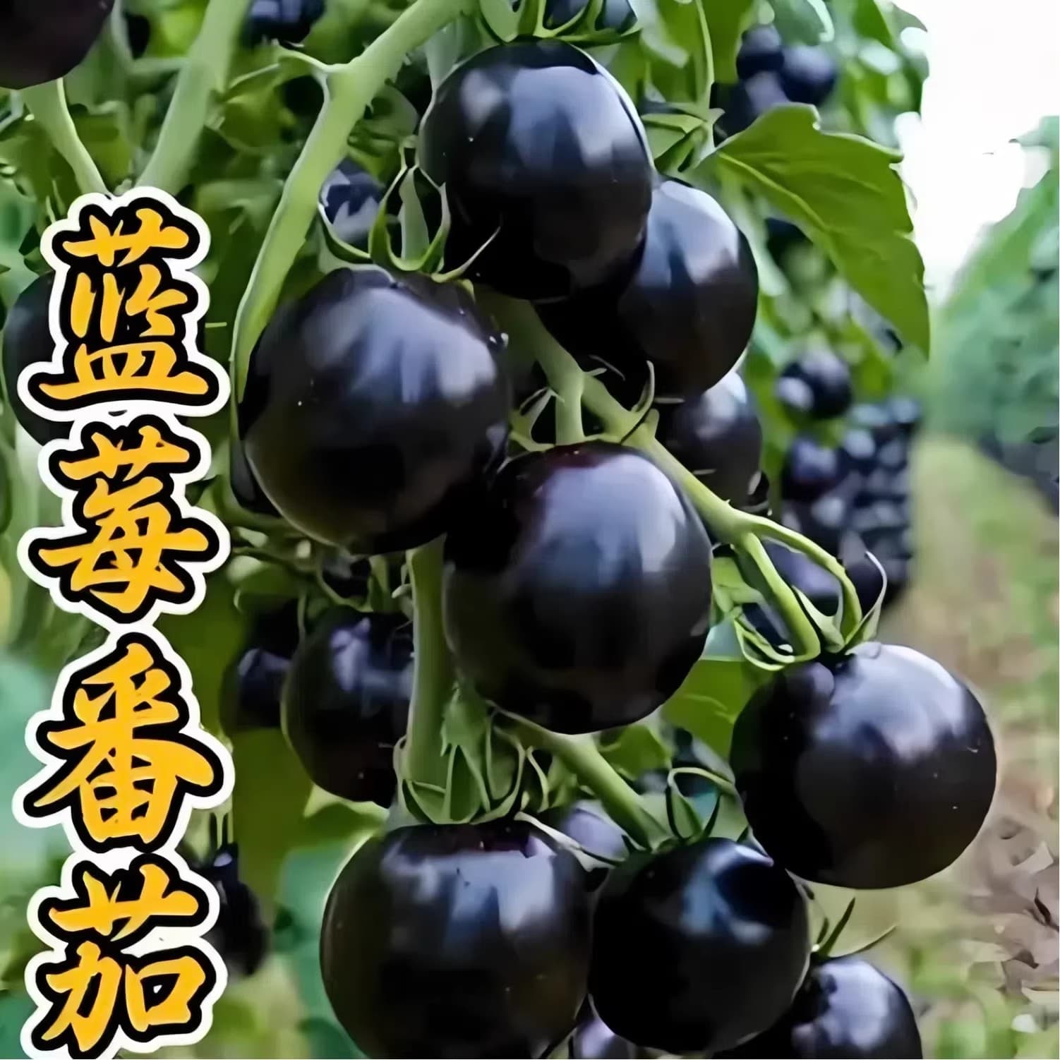Black Tomato Seeds, Blueberry Tomato Seeds, Four-Season Potted Cherry Tomatoes, Balcony Garden Black Pearl Tomato Seeds