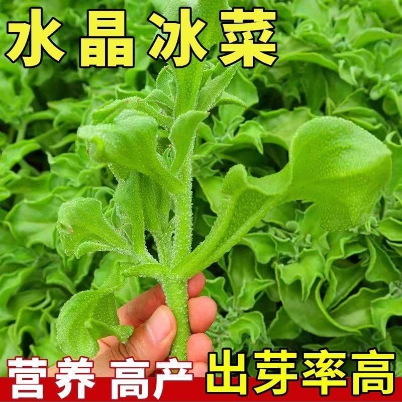 Four Seasons Crystal Ice Plant Seeds, Rare Balcony Vegetables, Wild Vegetable Potted Seedlings, Ice Plant Seeds