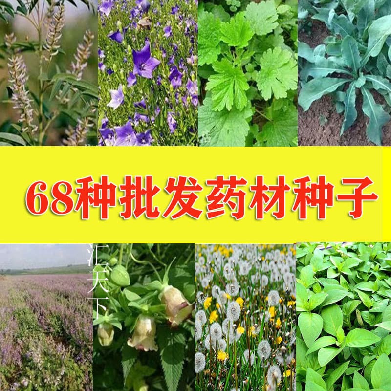 Chinese Herbal Medicine Seeds - Ban Lan Gen, Platycodon, Codonopsis, Licorice, Motherwort - Natural Nutrition for All-Season Sowing