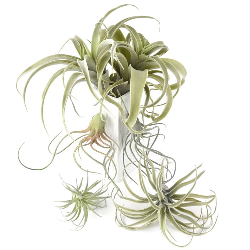 Simulated Air Plant Plastic Artificial Grass Indoor Succulent Hanging Decoration Green Plant Landscape Fake Flower Factory