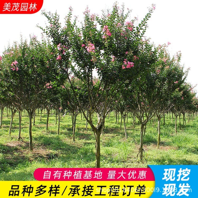 Crape Myrtle Sapling Potted Plant Red Flower Crape Myrtle Red Rocket Crape Myrtle Villa Courtyard Greening Large Landscape Tree