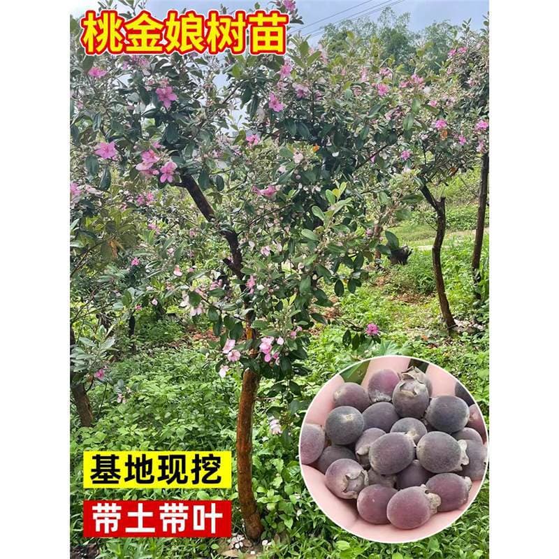 Myrtle tree seedlings, downy myrtle fruit seedlings, mountain myrtle tree seedlings, low-growing myrtle seedlings, evergreen suitable for planting in southern and northern regions, garden potted plants