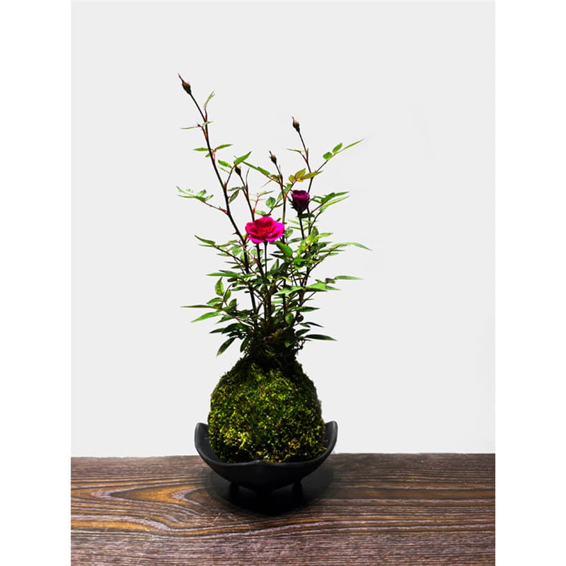 Miniature Rose with Buds, Blooms All Seasons, Hydroponic Moss Ball, Balcony Desktop Flower