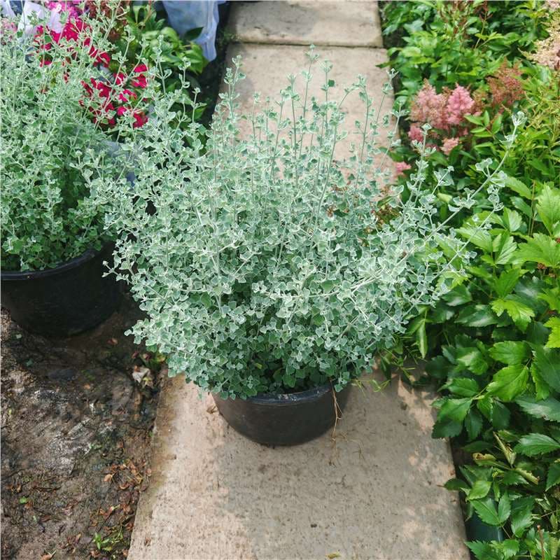 Silver Leaf Hamster Plant, Potted, Garden, Flower Border Plant, Patio, Balcony, Perennial Root Plant, Heat and Cold Tolerant