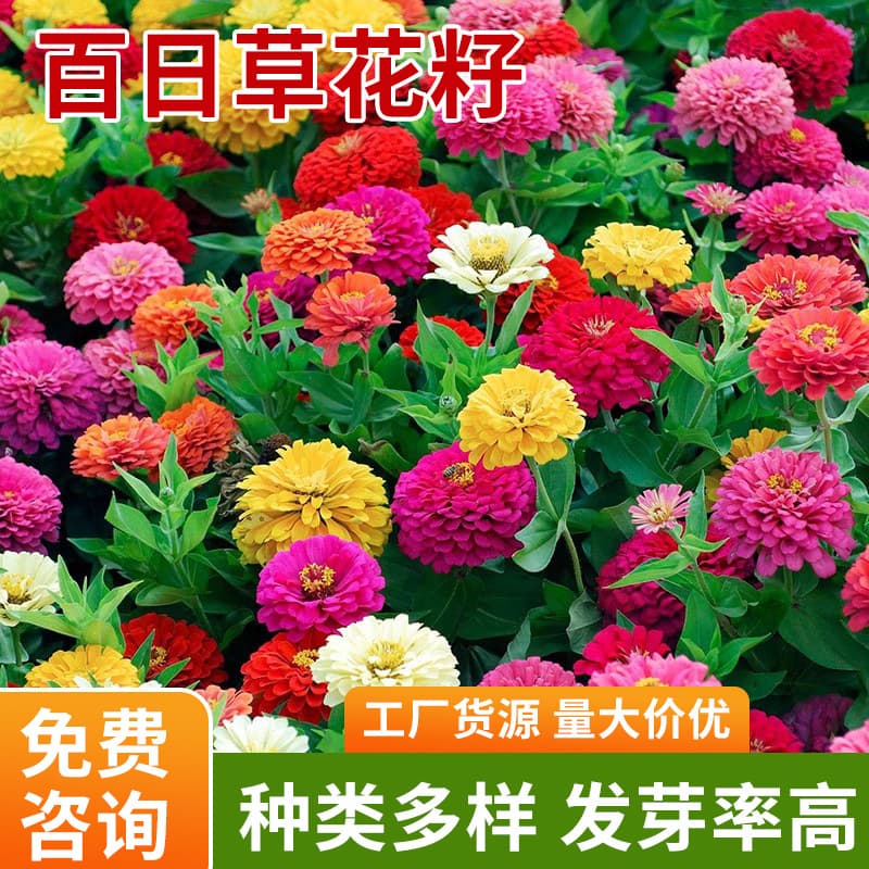 Zinnia Seeds Mixed Colors Double Petal Zinnia elegans Four Seasons Easy to Grow Blooming Garden Outdoor Planting