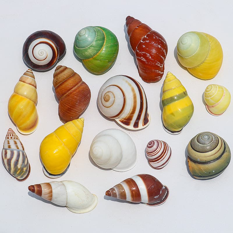 Wholesale Conch Shells for Fish Tank Aquascaping, Hermit Crab Replacement Shells, Volute Shells, Aquarium Decor, Snail Shells
