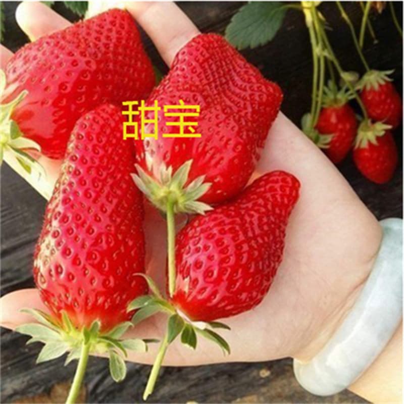 Monterey Strawberry, Everbearing Strawberry Seedlings, Climbing Strawberry Seedlings, Potted Strawberry Seedlings, Fruit Strawberry Seedlings, Cream Strawberry Seedlings